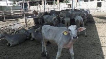 زيادة إنتاج اللحوم والألبان بعد نجاح مشروع البتلو .. تفاصيل