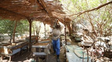 سحر وإبداع رباني في موسم زهرة البرسيم.. عطور الحقول تتناغم مع رحيق النحل بأسيوط.. فيديو وصور