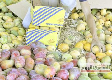 السكري بـ55 جنيها.. قائمة أسعار المانجو في سوق العبور اليوم الخميس