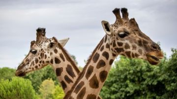 مع اقتراب موعد افتتاحها.. هل تصل أسعار تذاكر حديقة الحيوان في الجيزة لـ400 جنيه؟ مع اقتراب موعد افتتاحها.. هل تصل أسعار تذاكر حديقة الحيوان في الجيزة لـ400 جنيه؟