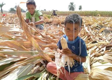 زراعة 202 ألف فدان محاصيل صيفية في مراكز المنيا زراعة 202 ألف فدان محاصيل صيفية في مراكز المنيا