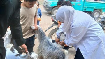 بيطري الشرقية يحصن 149ألف رأس ماشية ضد الحمى القلاعية والوادي المتصدع