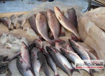 البلطي بـ78 جنيها.. أسعار الأسماك بسوق العبور اليوم الثلاثاء البلطي بـ78 جنيها.. أسعار الأسماك بسوق العبور اليوم الثلاثاء