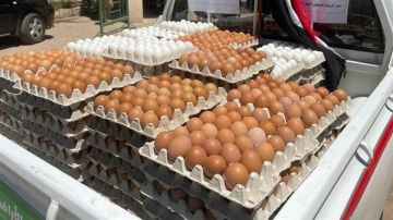 أسعار الفراخ والبيض الأبيض والأحمر اليوم الخميس 3 يوليو