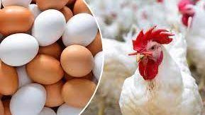 شعبة الدواجن: مقترح منع بيع الفراخ الحية بالأسواق يحافظ على صحة المواطن