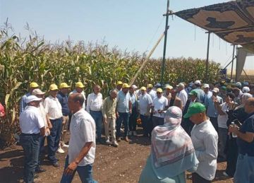 باستعراض 23 هجينا جديدا.. البحوث الزراعية تنظم يوم الحقل السنوي لمحصول الذرة الشامية (تفاصيل) باستعراض 23 هجينا جديدا.. البحوث الزراعية تنظم يوم الحقل السنوي لمحصول الذرة الشامية (تفاصيل)