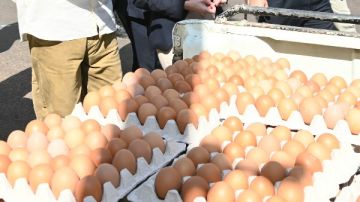 بسعر مخفض توفير 12 سيارة محملة بـ 1000 طبق بيض مائدة بالبحيرة