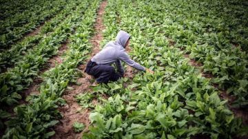 شروط حددها القانون لإدخال المحاصيل للحجر الزراعي.. تعرف عليها