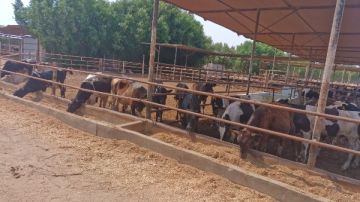 فيروس جديد يهدد الثروة الحيوانية بدء حملة التحصين الشاملة السبت المقبل.. رفع درجة الاستعداد القصوى في مديريات الطب البيطري.. وتوفير الكميات