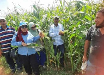 لجان فنية لفحص زراعات الذرة الشامية في الإسكندرية ورصد الإصابات الحشرية والفطرية (صور)