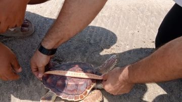 أعادة سلحفاة بحرية إلى بيئتها الطبيعية بمحمية أشتوم الجميل.. تفاصيل