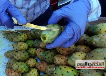 على مرضى القولون والكلى الحذر.. 5 فئات ممنوعة من تناول التين الشوكي ولماذا