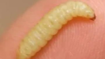 بعد تسجيل أول إصابة بداء الدودة الحلزونية.. تعرف على طرق الإصابة وخطورتها