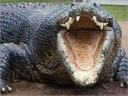 إسرائيل تعدم تماسيح في الضفة الغربية المحتلة بعد عقود من الإهمال والجوع فيديو