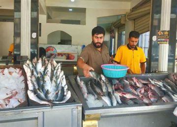 البربون بـ 320 جنيها.. أسعار السمك اليوم الجمعة في مطروح البربون بـ 320 جنيها.. أسعار السمك اليوم الجمعة في مطروح