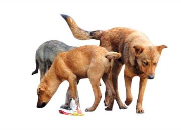 20 إلى 40 مليون كلب ضال.. خبراء يناقشون خطة للسيطرة على السعار بحلول 2030