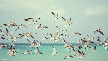 البيئة: مصر معبر عالمي رئيسي لهجرة الطيور