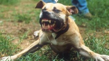 الخدمات البيطرية تطلق فعاليات مبادرة إيد واحدة ضد السعار من محافظة الإسماعيلية