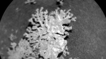 شعاب مرجانية أم صخور.. اكتشاف غامض على كوكب المريخ يثير الجدل شعاب مرجانية أم صخور.. اكتشاف غامض على كوكب المريخ يثير الجدل