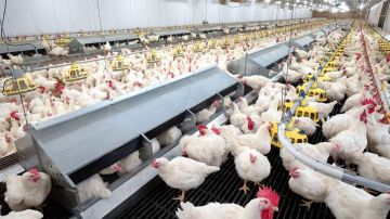 سعر الدواجن في الأسواق الآن.. مفأجاة في ثمن البيض