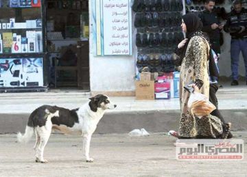  البيطريين تدعو لحلول إنسانية وعلمية للحد من الكلاب الضالة ووضع خطة للإيواء والتعقيم