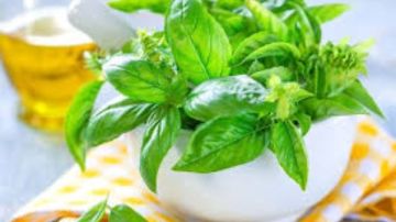 فوائد الريحان الصحية.. نبتة رخيصة تحمي من السرطان وتخفض ضغط الدم