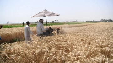 بزيادة 14 ألف طن عن العام الماضى.. قنا تعلن انتهاء موسم توريد القمح بزيادة 14 ألف طن عن العام الماضى.. قنا تعلن انتهاء موسم توريد القمح