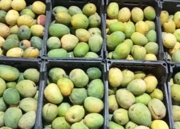 المانجو بـ40 جنيها .. أسعار الفاكهة في أسواق الإسكندرية اليوم الثلاثاء 5 أغسطس 2025 المانجو بـ40 جنيها .. أسعار الفاكهة في أسواق الإسكندرية اليوم الثلاثاء 5 أغسطس 2025