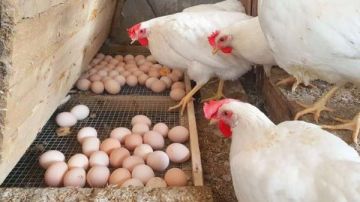 البلدي يتصدر.. تطورات جديدة في أسعار الدواجن اليوم.. الكيلو بكام؟