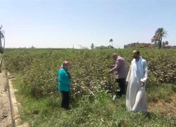 جني 3200 فدان قطن في مركزي أبو تيج وأسيوط للموسم الزراعي 2025 جني 3200 فدان قطن في مركزي أبو تيج وأسيوط للموسم الزراعي 2025