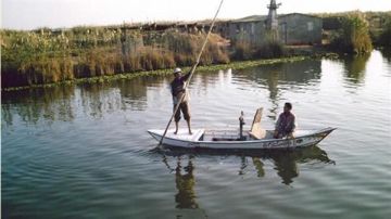 أسباب نفوق الأسماك ببحيرة المنزلة.. مدير عام المزارع يوضح أسباب نفوق الأسماك ببحيرة المنزلة.. مدير عام المزارع يوضح
