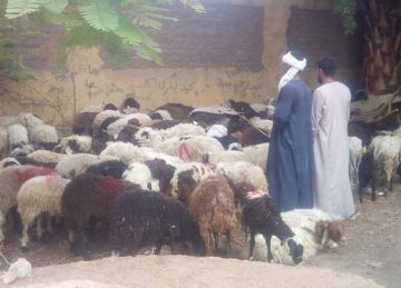 استهداف 78775 حيوانا للتحصين ضد مرض الحمى القلاعية SAT1 بالأقصر استهداف 78775 حيوانا للتحصين ضد مرض الحمى القلاعية SAT1 بالأقصر