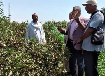 بدء موسم جني القطن في أسيوط (صور) بدء موسم جني القطن في أسيوط (صور)