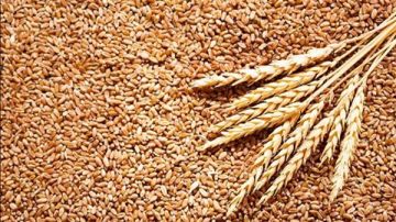 عاجل.. مصر تنجح في توريد 4 ملايين طن قمح محلي بزيادة 500 ألف طن عن العام الماضي عاجل.. مصر تنجح في توريد 4 ملايين طن قمح محلي بزيادة 500 ألف طن عن العام الماضي