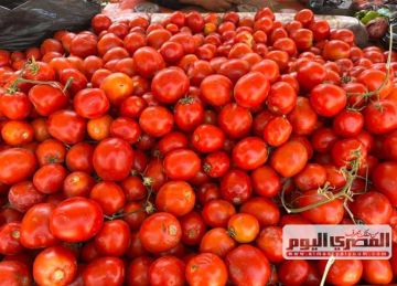 أسعار البطاطس والطماطم والخضار في أسواق الإسكندرية اليوم الأربعاء 13 أغسطس 2025