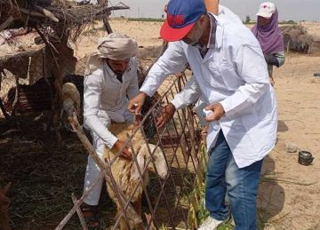 بيطري شمال سيناء ينتهي من توقيع الكشف الطبي على 583 رأس ماشية بيطري شمال سيناء ينتهي من توقيع الكشف الطبي على 583 رأس ماشية