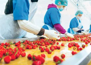  سلامة الغذاء : المانجو الفراولة تتصدر قائمة صادرات الفواكه و45 صنفا من الخضروات