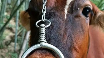 طبيبة بيطرية تكشف حقيقة استخدام الحلق الأنفي للحيوانات طبيبة بيطرية تكشف حقيقة استخدام الحلق الأنفي للحيوانات