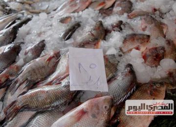 الشبار بـ80 جنيها والبوري بـ230.. أسعار الأسماك في الدقهلية اليوم الأحد