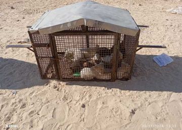 الخدمات البيطرية: تعقيم أكثر من 267 ألف كلب وحيوان للوقاية من السعار بين 2021 و2024