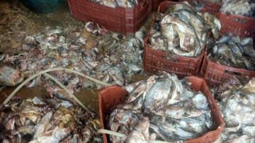 كانوا هيعملوه فسيخ.. ضبط 5 أطنان أسماك فاسدة في كفر الشيخ صور كانوا هيعملوه فسيخ.. ضبط 5 أطنان أسماك فاسدة في كفر الشيخ صور