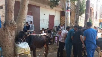 محافظ أسيوط: قوافل بيطرية مجانية تعالج 12 ألف حالة خلال شهر يوليو