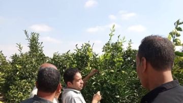 استعدادا لموسم الموالح.. الزراعة تطلق حملات مكثفة لمكافحة ذباب الفاكهة