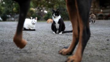 هل يجوز قتل القطط والكلاب الضالة المؤذية؟.. الإفتاء توضح الكم الشرعى هل يجوز قتل القطط والكلاب الضالة المؤذية؟.. الإفتاء توضح الكم الشرعى