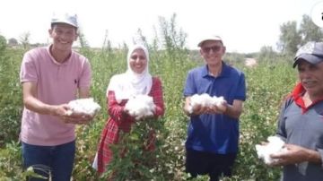 لأول مرة.. نجاح تجارب زراعة القطن في صحراء جنوب سيناء