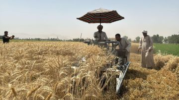 أخبار قنا نائب المحافظ يتابع البرنامج التدريبي لحصر أملاك الدولة..وانتهاء موسم توريد القمح بزيادة 14 ألف طن