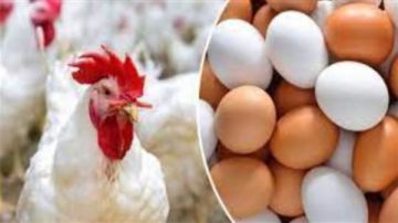 بكام الفراخ النهاردة؟.. مفاجأة بأسعار الدواجن والبيض اليوم الإثنين