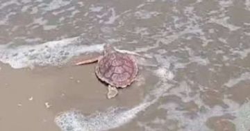 وزارة البيئة تعيد إطلاق سلحفاة بحرية لبيئتها الطبيعية بمحمية أشتوم الجميل