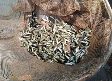 حماية وتنمية البحيرات يواصل تنفيذ خطة دعم وتنمية المخزون السمكي بالمصايد المصرية