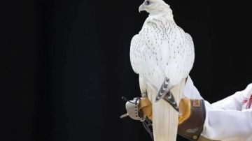 رقم خيالي.. مش هتصدق سعر أغلى صقر عربي